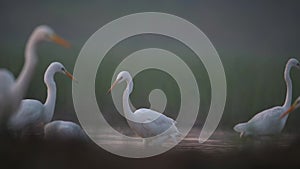 Flock of Great egrets  fishing in Morning