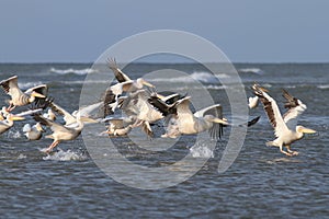 Flock of great pelicans taking flight