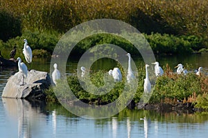 Flock of Great White Egrets