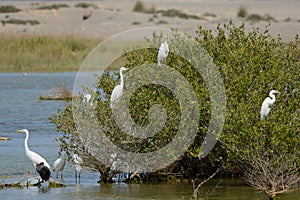 Flock of Great White Egrets