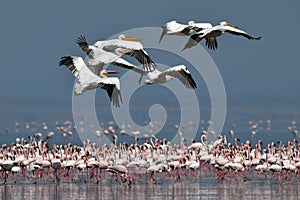 A flock of Great White pelicans flies over the colony of lesser flamingos. Scientific name: Pelecanus onocrotalus. Lake Natron. Ta