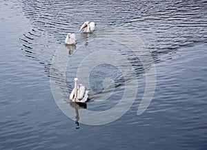 A flock of Great white pelicans Pelecanus onocrotalus