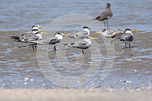 Flock of Greater Crested Terns