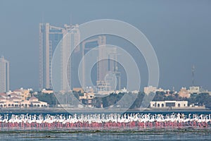 Flock of Greater Flamingo at Eker creek