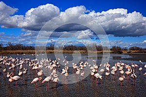 Flock of Greater Flamingo, Phoenicopterus ruber, nice pink big bird, dancing in the water, animal in the nature habitat. Blue sky