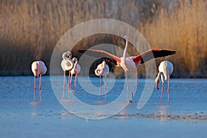 Flock of Greater Flamingo, Phoenicopterus ruber, nice pink big bird, dancing in the water, animal in the nature habitat. Blue sky