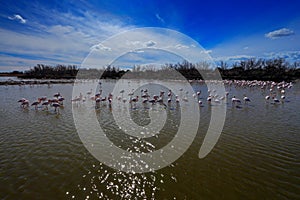 Flock of Greater Flamingo, Phoenicopterus ruber, nice pink bird, dancing in the water, animal in the nature habitat. Blue sky and