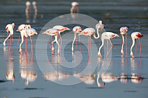 A flock of Greater Flamingos