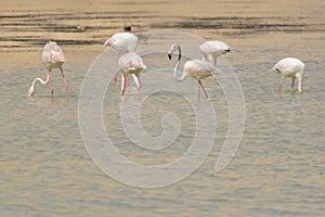 Flock of Greater Flamingos in Arabia