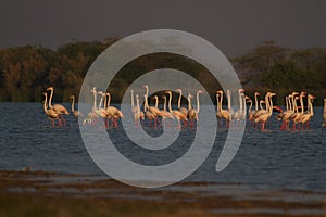 Flock of greater flamingos parading in beatiful morning sunlight in blue water