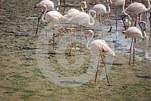 Flock of Greater Flamingos (Phoenicopterus roseus) in the mudflats of Ras Al Khor Wildlife Sanctuary in Dubai