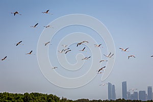 Flock of Greater Flamingos (Phoenicopterus roseus) in Ras Al Khor Wildlife Sanctuary in Dubai