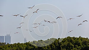 Flock of Greater Flamingos (Phoenicopterus roseus) in Ras Al Khor Wildlife Sanctuary in Dubai