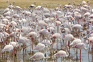 Flock of Greater Flamingos (Phoenicopterus roseus) at Ras Al Khor Wildlife Sanctuary in Dubai