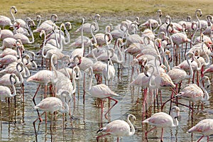 Flock of Greater Flamingos (Phoenicopterus roseus) at Ras Al Khor Wildlife Sanctuary in Dubai.