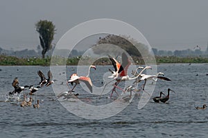 Flock of Greater Flamingos preparing to take flight along with Northern Shovelers at Bhigwan