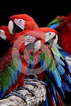 flock of green-winged macaws, beautiful red blue and green colors parrots perching togethers in lovely mood