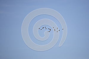 Flock of Green-Winged Teal Ducks