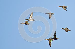 Flock of Green-Winged Teals