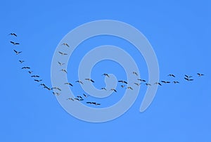 flock of grey birds geese flying in the distance in the blue clear sky on an autumn day in warmer climes