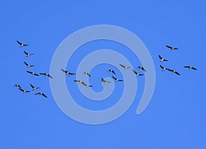 Flock of grey birds geese flying in the distance high in the blue clear sky on an autumn day in warmer climes