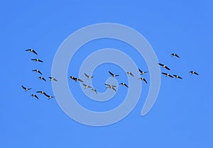 Flock of grey birds geese flying in the distance high in the blue clear sky on an autumn in warmer climes