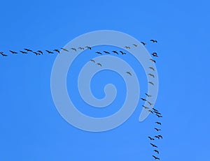 Flock of grey birds geese flying in the distance high shoal in the blue clear sky on an autumn day