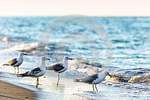 Flock of grey seagulls on sandy beach shoreline at Black Sea coast drinking sea water of splashing waves. Scenic seascape with sea