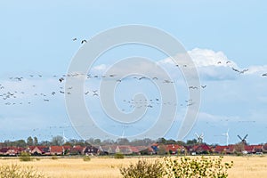 A flock of greylag geese flies over Greetsiel photo