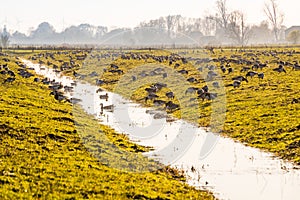 Flock of Greylag gooses on the North Germany near river Elbe