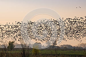 Flock of Greylag gooses on the North Germany near river Elbe