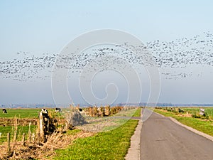 Group of greylag and white-fronted geese in flight and country road in rural polder Eempolder, Netherlands