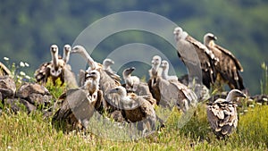 Flock of griffon vulture sitting in Bulgarian mountains in summer