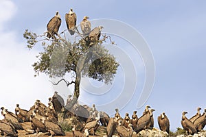 Flock of griffon vultures Gyps fulvus in the dung of CaÃ±ete la Real in Malaga. Andalusia, Spain