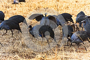 Flock of Guinea fowl. Blue birds of Tanzanya.