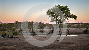 A flock of Guinea Fowl  Numida Meleagris at a waterhole, Ongava Private Game Reserve  neighbour of Etosha National Park, Namib