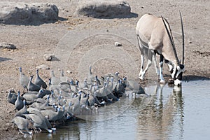 Flock of guineafowl drinking. photo