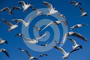 Flock of gulls