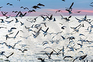 Flock of gulls at Black Sea. Beautiful seascape of seagulls at sunset