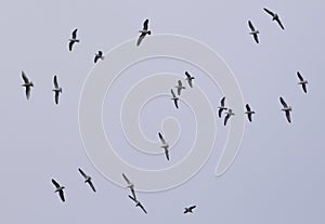 Flock of gulls flying