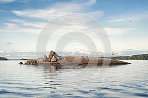 Flock of gulls at granite island. Clean nordic nature of Baltic sea, gulf of Finland