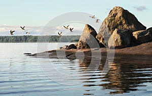 Flock of gulls over granite island. Clean nature of Baltic sea, gulf of Finland