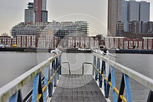 A flock of gulls on the rails of the pier on a cloudy day