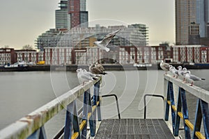 A flock of gulls on the rails of the pier on a cloudy day
