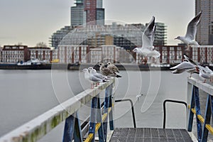 A flock of gulls on the rails of the pier on a cloudy day