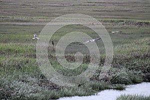 Flock of gulls soaring gracefully above a lush marshland with a winding river
