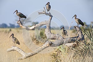 Flock of Hadada Ibis Roosting on Dead Tree