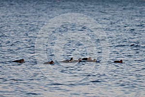 Flock of harlequin ducks Histrionicus histrionicus swimming in icy cold sea water in sunset light. Group of wild diving ducks in
