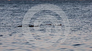 Flock of harlequin ducks Histrionicus histrionicus swimming in icy cold sea water in sunset light. Group of wild diving ducks in