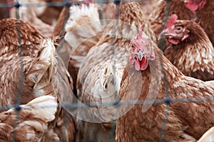 Flock of hens behind a chicken wire